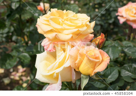 Yellow Rose Flower Yellow Rose Flower 45858104