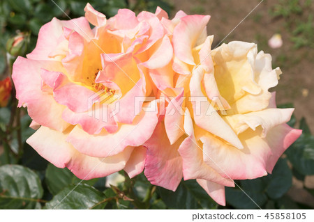 Red and yellow rose flower 45858105