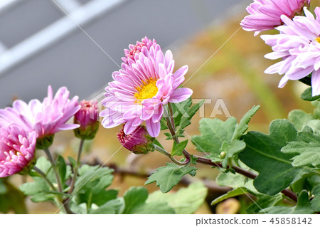 在三鷹中原開花的噴霧裝置 45858142