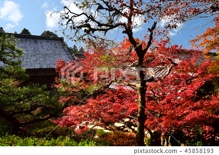 百濟寺秋葉 百濟寺秋葉 45858193