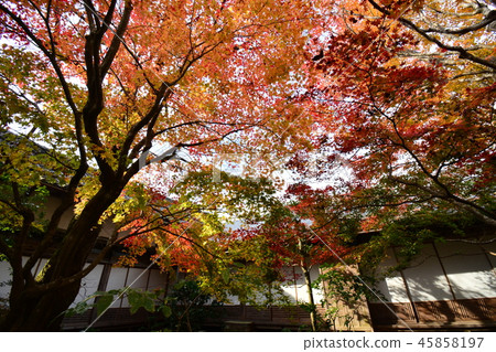 Baekje Temple Autumn leaves 45858197