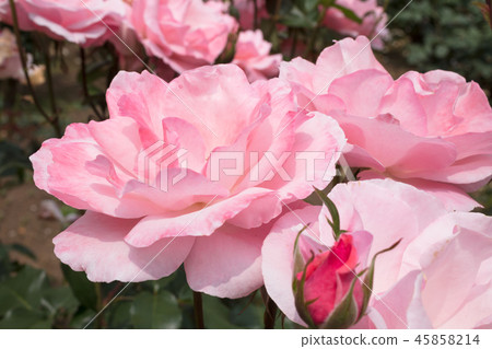  粉紅玫瑰花朵 45858214