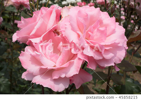  粉紅玫瑰花朵 45858215