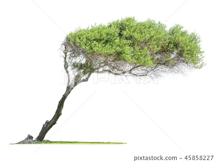 Tilted  eucalyptus tree 45858227