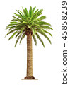 Palm on white background 45858239