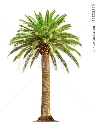 Palm on white background Palm on white background 45858239