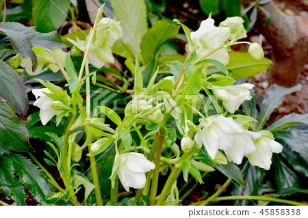 Christmas rose blooming in Mitaka Nakahara 45858338