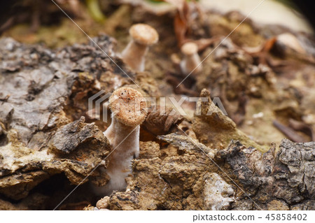 Dead tree-like stems on top of a long-leafed moss plant. 45858402