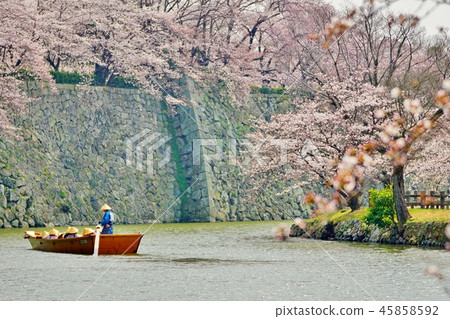 Season of cherry blossoms Season of cherry blossoms 45858592