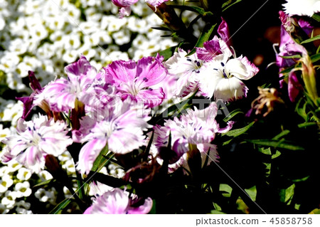 Light purple and white double-colored sekichik (Karana Desicos) blooming in Mitaka Nakahara Light purple and white double-colored sekichik (Karana Desicos) blooming in Mitaka Nakahara 45858758