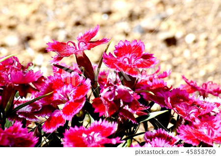 盛開在三鷹中原的紅色和桃紅色雙色美國Nadesico 45858760