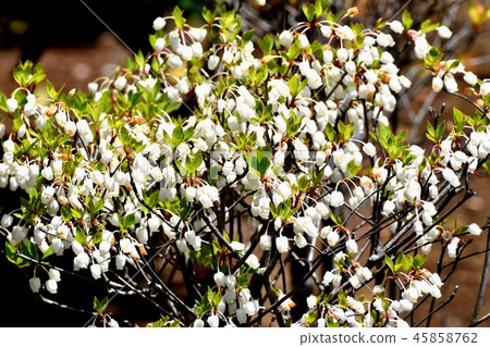 Doudenttsuji在三鷹中原開花 45858762