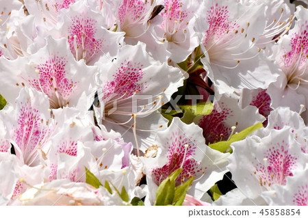 Hirado azalea blooming in Mitaka Nakahara Hirado azalea blooming in Mitaka Nakahara 45858854