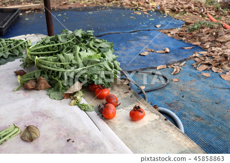 農村欣賞 45858863