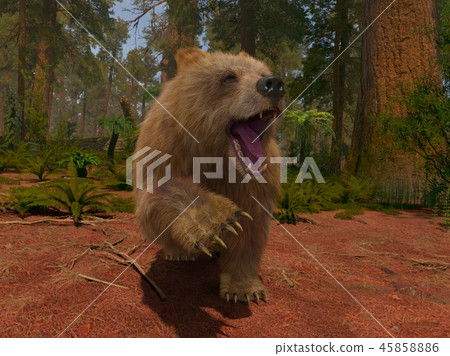 Bear  45858886
