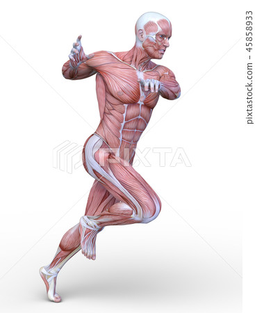 人體模型 45858933