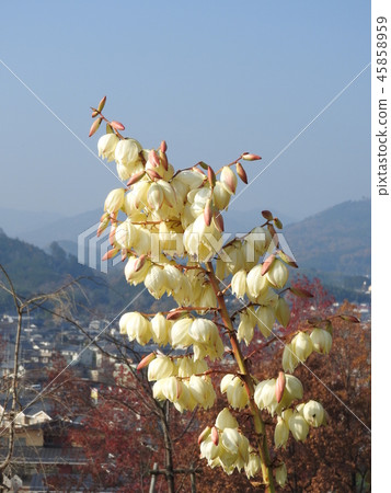 秋天開花的“Yuccaran”花 秋天開花的“Yuccaran”花 45858959