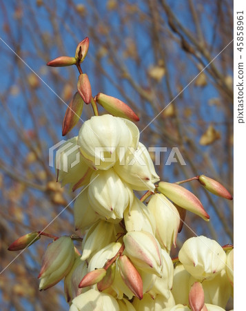 "Yuccaran" flower that bloomed in autumn 45858961
