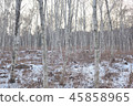Winter birch 45858965