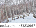 Winter birch 45858967