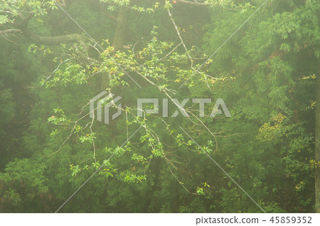 In the misty mountain 45859352