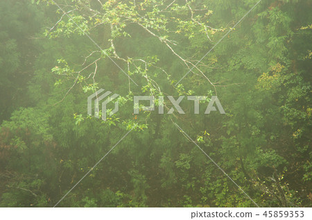 In the misty mountain 45859353