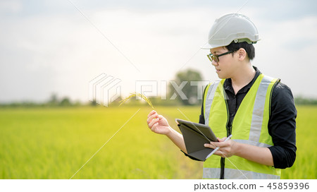Asian male agronomist observing on rice field Asian male agronomist observing on rice field 45859396