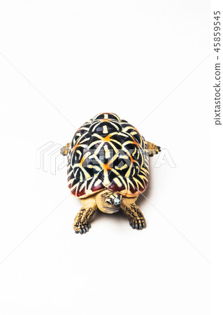 turtle on white background 45859545