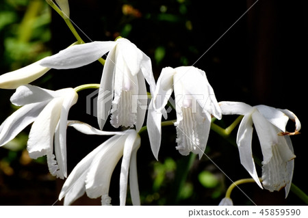 White Silang Blooming in Mitaka Nakahara 45859590