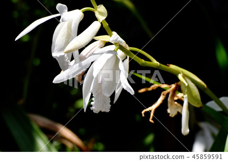 白色Silang盛開在三鷹中原 45859591