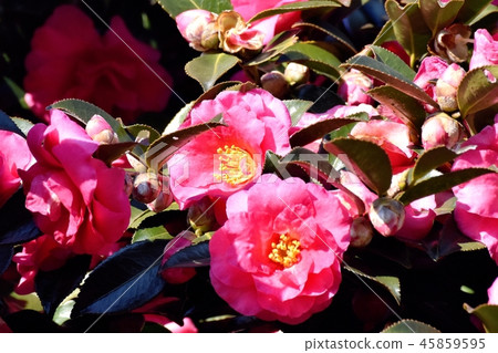Pink Yabutsubaki (Kantsubaki) blooming in Mitaka Nakahara 45859595