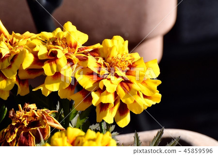 Mixed yellow and brown Mari-gold blooming in Mitaka Nakahara Mixed yellow and brown Mari-gold blooming in Mitaka Nakahara 45859596