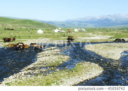 中國,腎臟 中國,腎臟 45859742