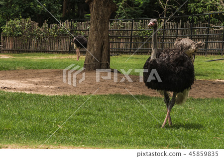 Cute african ostrich walking Cute african ostrich walking 45859835