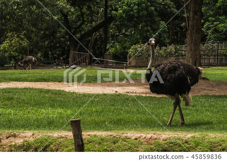 Cute african ostrich walking 45859836