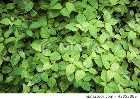 Green leaf for background 45859869