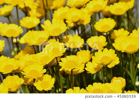 Chrysanthemum murcicole which blooms in Mitaka Sengawa Park 45860339