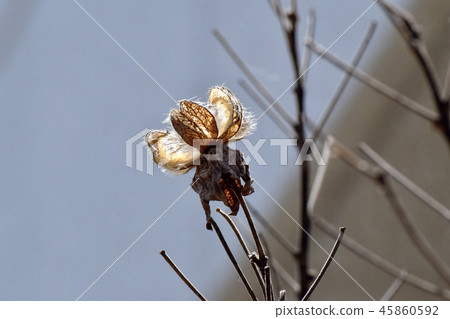 Fuyo種子在三鷹中原 45860592