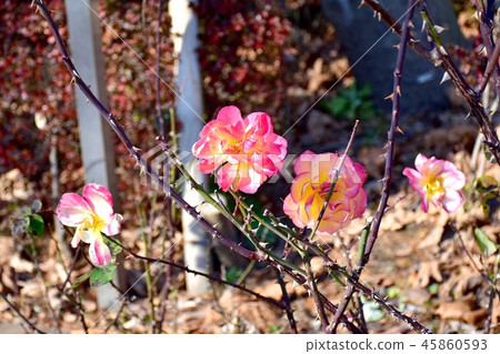 安妮弗蘭克羅斯在三鷹森川公園盛開 45860593