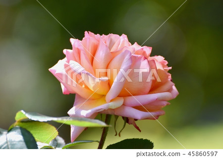 Anne Frank Rose Blooming in Mitaka Sengawa Park 45860597