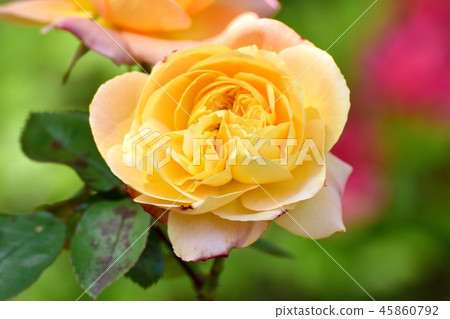 Anne Frank Rose Blooming in Mitaka Sengawa Park Anne Frank Rose Blooming in Mitaka Sengawa Park 45860792
