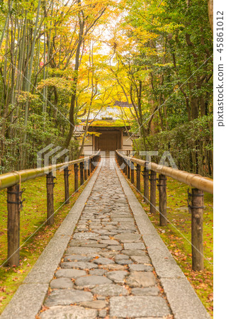 Fall Fall! Autumn leaves of Takamine 45861012