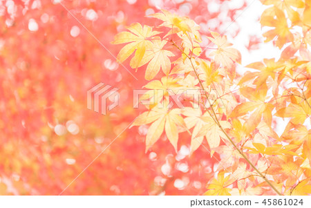 Picture frame autumn leaves of Yasukuni temple 45861024
