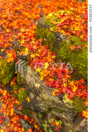 Fall Autumn-Autumn leaves in Kyoto Yakuji Temple! 45861037