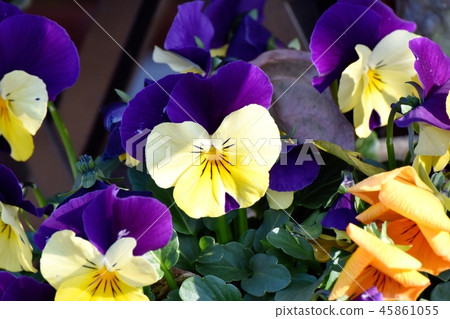 Yellow and purple bicolor viola blooming in Mitaka Nakahara 45861055