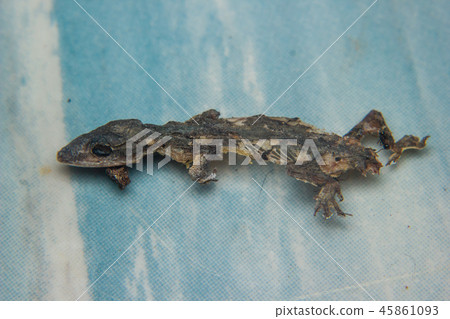 Close up of Dried dead small lizard Close up of Dried dead small lizard 45861093