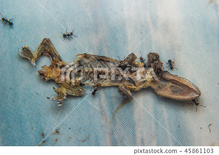 Close up of Dried dead small lizard Close up of Dried dead small lizard 45861103
