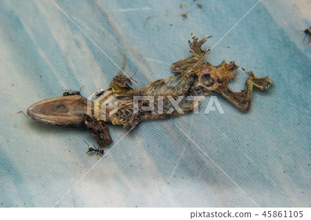 Close up of Dried dead small lizard Close up of Dried dead small lizard 45861105