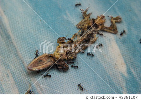 Close up of Dried dead small lizard Close up of Dried dead small lizard 45861107