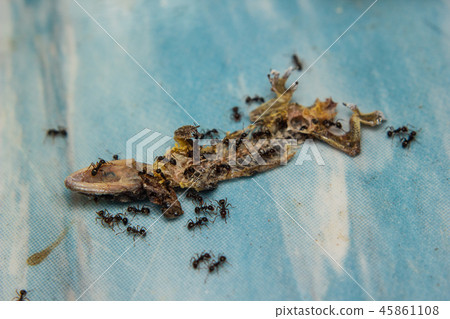 Close up of Dried dead small lizard Close up of Dried dead small lizard 45861108